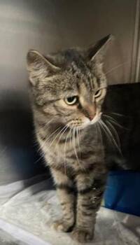 Rescue Calico and Torbie Cats for Adoption in Howell, Michigan - Maui | PetCurious