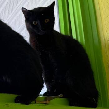 Egg Roll -  Domestic Short Hair Cat for Adoption in Parkersburg, West Virginia - Egg Roll | PetCurious