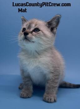 Mat -  Siamese and Tabby Cat for Adoption in Toledo, Ohio - Mat | PetCurious