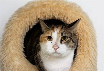 OSHUN -  Domestic Short Hair Cat for Adoption in Fort Lauderdale, Florida - OSHUN | PetCurious