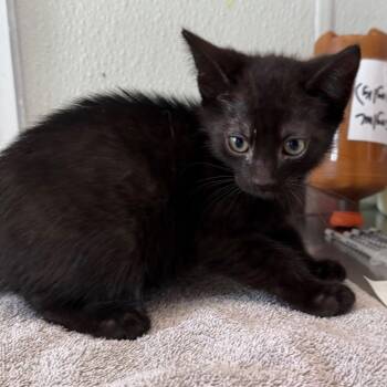 Napoleon Solo -  Domestic Short Hair Cat for Adoption in Mankato, Minnesota - Napoleon Solo | PetCurious