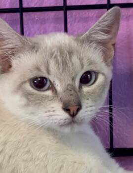 Domestic Short Hair Cats Available for Adoption in Corpus Christi, Texas - Dana | PetCurious