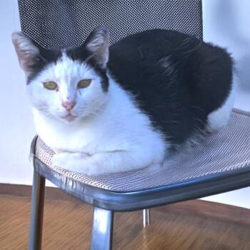 Minnie -  Domestic Short Hair Cat for Adoption in Long Beach, California - Minnie | PetCurious