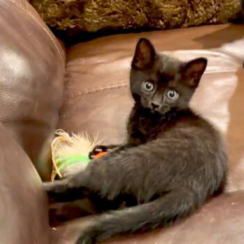 Domestic Short Hair Cats Available for Adoption in Little Mountain, South Carolina - Maggie | PetCurious