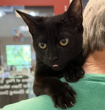 Josie -  Domestic Short Hair Cat for Adoption in Slidell, Louisiana - Josie | PetCurious