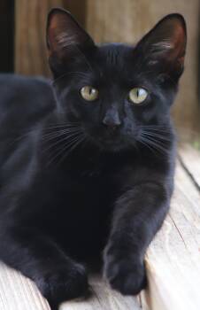 Rescue Domestic Short Hair Cats for Adoption in North Fort Myers, Florida - Batman | PetCurious