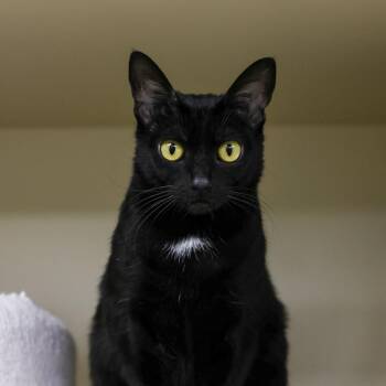 Togepi -  Domestic Short Hair Cat for Adoption in Los Angeles, California - Togepi | PetCurious