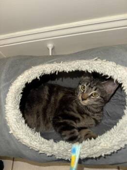 Papillon -  Domestic Short Hair Cat for Adoption in Duxbury, Massachusetts - Papillon | PetCurious