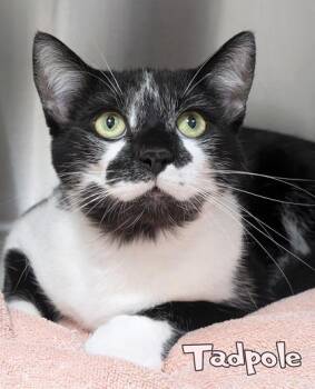 Tadpole -  Domestic Short Hair Cat for Adoption in Mason, Michigan - Tadpole | PetCurious