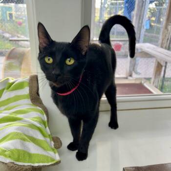 Zephyr -  Domestic Short Hair Cat for Adoption in Jamestown, North Dakota - Zephyr | PetCurious