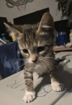 Axel -  Domestic Short Hair Cat for Adoption in Broomfield, Colorado - Axel | PetCurious