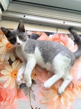 Maggie May -  Domestic Short Hair Cat for Adoption in Ocala, Florida - Maggie May | PetCurious