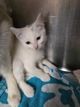 POPPY -  Domestic Short Hair Cat for Adoption in Rancho Cucamonga, California - POPPY | PetCurious