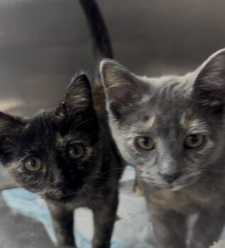 E Crew -  Domestic Short Hair Cat for Adoption in Evans City, Pennsylvania - E Crew | PetCurious