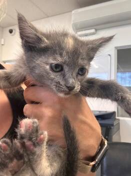 Domestic Short Hair Cats Available for Adoption - Babes | PetCurious