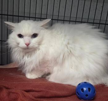 Eli -  Domestic Long Hair Cat for Adoption in Muskegon, Michigan - Eli | PetCurious