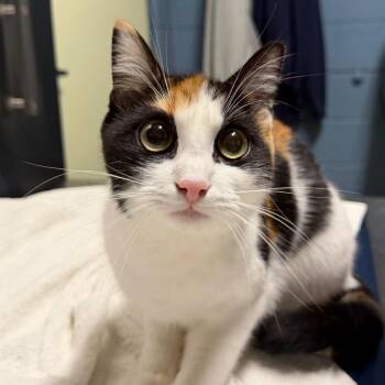 Freya -  American Shorthair Cat for Adoption in Providence, Rhode Island - Freya | PetCurious