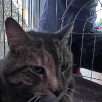 Torbie Cats Available for Adoption - Elsa | PetCurious