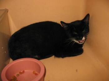 Rescue Domestic Short Hair Cats for Adoption - Gene | PetCurious