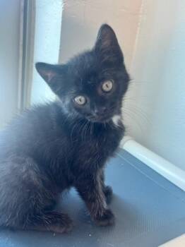 Lulu (ID 51744) -  Domestic Short Hair Cat for Adoption in Manassas, Virginia - Lulu (ID 51744) | PetCurious