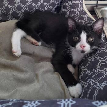 Madelyn Gosselin -  Domestic Short Hair Cat for Adoption in Chatham, Virginia - Madelyn Gosselin | PetCurious