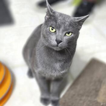 Greyson & Rory -  Domestic Short Hair Cat for Adoption in Lincoln, Nebraska - Greyson & Rory | PetCurious