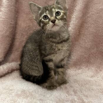 Trill -Preadoption ONLY -  Domestic Short Hair Cat for Adoption in Chilliwack, British Columbia - Trill -Preadoption ONLY | PetCurious