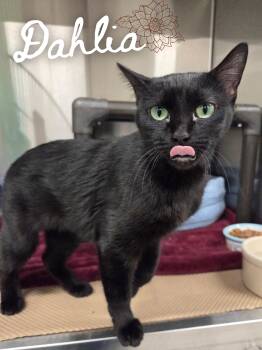 Domestic Short Hair Cats Available for Adoption in Nevada, Iowa - Dahlia | PetCurious