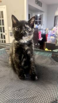 Athena -  Domestic Short Hair Cat for Adoption in Waxhaw, North Carolina - Athena | PetCurious