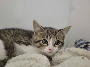 Benjamin -  Domestic Short Hair Cat for Adoption in Delson, Quebec - Benjamin | PetCurious