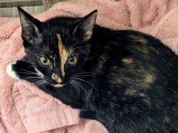 Josie (Nashville) -  Tortoiseshell Cat for Adoption in Luling, Texas - Josie (Nashville) | PetCurious