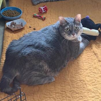 Astra -  Domestic Short Hair Cat for Adoption in Providence, Rhode Island - Astra | PetCurious