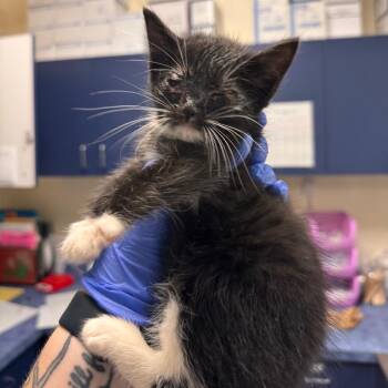 Domestic Medium Hair Cats Available for Adoption in Roanoke, Virginia - Mary | PetCurious