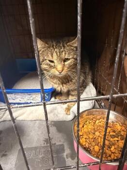 Domestic Short Hair Cats Available for Adoption in West Mifflin, Pennsylvania - Thorne | PetCurious