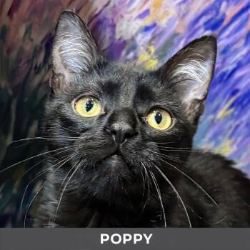 Domestic Short Hair Cats Available for Adoption in Toronto, Ontario - Poppy | PetCurious