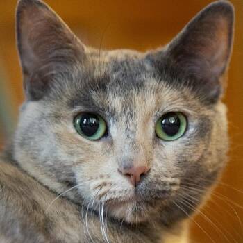 Domestic Short Hair Cats Available for Adoption in Chicago, Illinois - Claudia (& Christina) | PetCurious