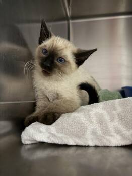 Wasabi -  Siamese Cat for Adoption in Salmon, Idaho - Wasabi | PetCurious
