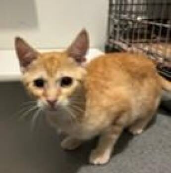 Bella -  Tabby Cat for Adoption in Lead, South Dakota - Bella | PetCurious