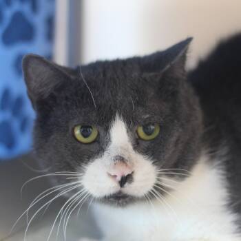 Rescue Domestic Short Hair Cats for Adoption in Cooperstown, New York - Slate | PetCurious