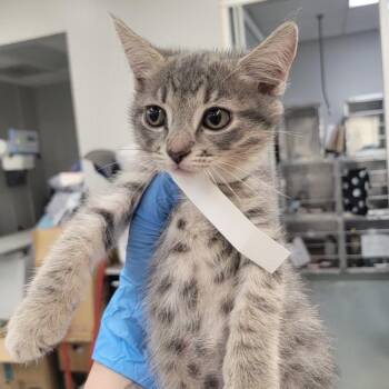 Clawra Schuma -  Domestic Short Hair Cat for Adoption in Westminster, California - Clawra Schuma | PetCurious