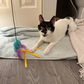 Bliss -  Domestic Short Hair Cat for Adoption in West Palm Beach, Florida - Bliss | PetCurious