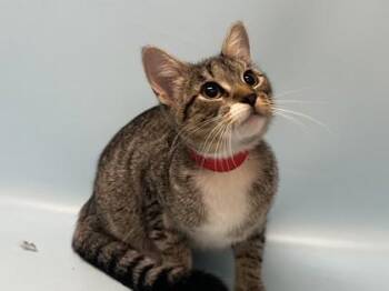 Lumi -  Domestic Short Hair Cat for Adoption in Minneapolis, Minnesota - Lumi | PetCurious