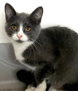 Pumpernickel -  Domestic Short Hair Cat Available for Adoption in Gwinn, Michigan - Pumpernickel | PetCurious
