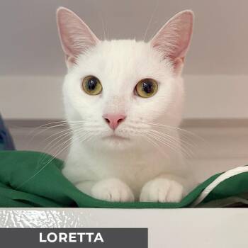 Rescue Domestic Short Hair Cats for Adoption in Toronto, Ontario - Loretta | PetCurious
