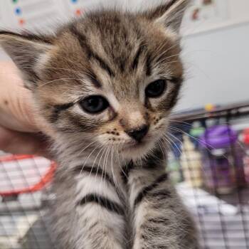 Oscar the Grouch -  Domestic Short Hair Cat for Adoption in Los Angeles, California - Oscar The Grouch | PetCurious