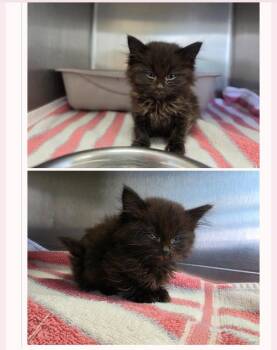 Domestic Medium Hair Cats Available for Adoption in Metamora, Illinois - Tiny-Q | PetCurious
