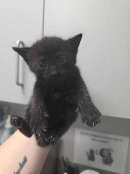 Indigo -  Domestic Short Hair Cat for Adoption in Sevierville, Tennessee - Indigo | PetCurious