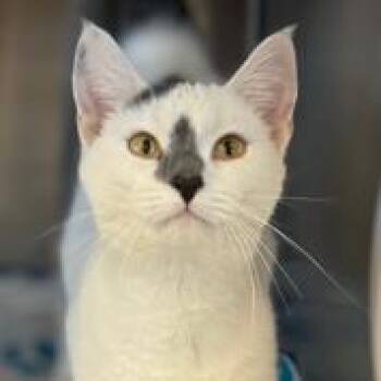 Rescue Domestic Short Hair Cats for Adoption in Atlanta, Georgia - Ivory | PetCurious