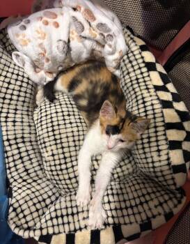 Freckles -  Domestic Short Hair Cat for Adoption in Nutley, New Jersey - Freckles | PetCurious