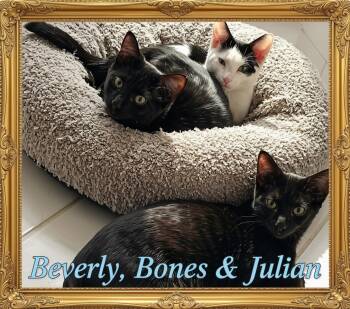 Say Hello to Beverly, Bones & Julian -  Domestic Short Hair Cat for Adoption in Laurel, Maryland - Say Hello To Beverly, Bones & Julian | PetCurious